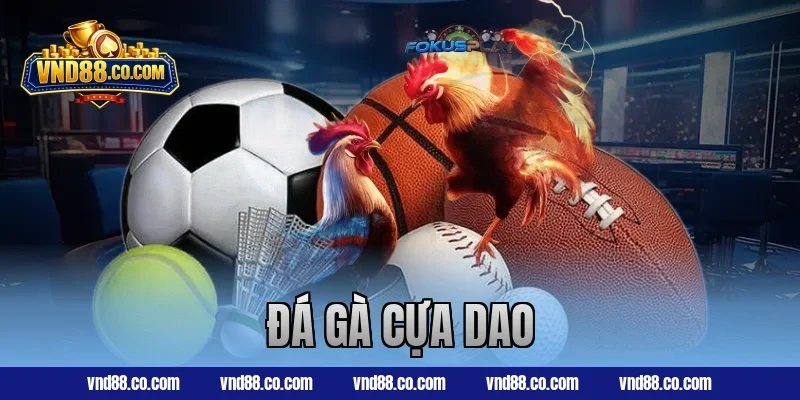 Đá gà cựa dao hôm nay – Kịch tính từng phút giây